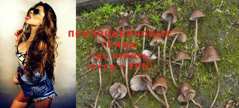 наркотики  Новоуральск  Галлюциногенные грибы Magic Shrooms 